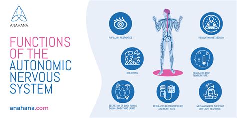 Image result for Autonomic Nervous System Examples