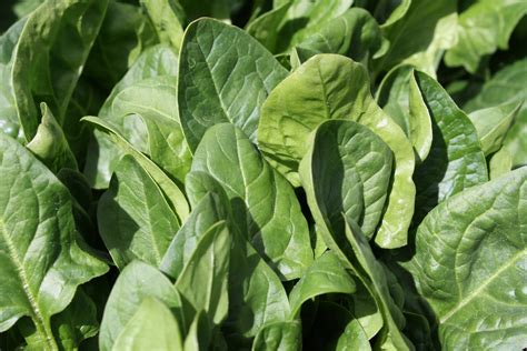 Image result for Spinach Leaves Images without Colour