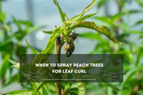 Image result for Homemade Peach Tree Spray