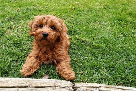 Cavapoo Puppies Breeders に対する画像結果