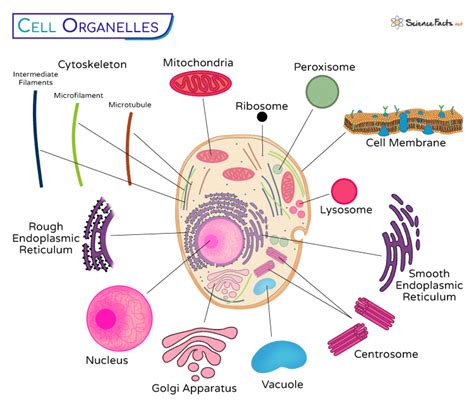 Toradh íomhá ar Lab Made Cell Structures