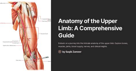 Upper Limb Dissection に対する画像結果
