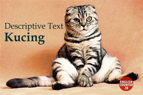 Image result for Contoh Descriptive Text About Cat