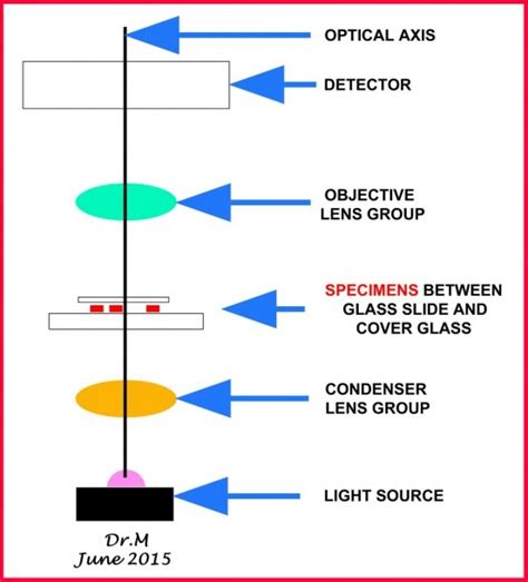 Image result for How Discovered a Compound Light Microscope
