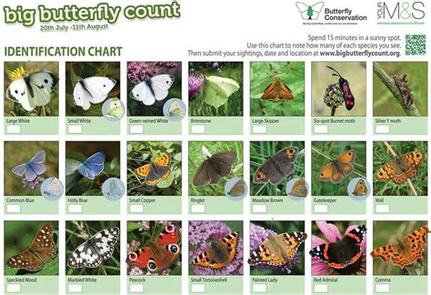 Toradh íomhá ar Butterfly Color Chart