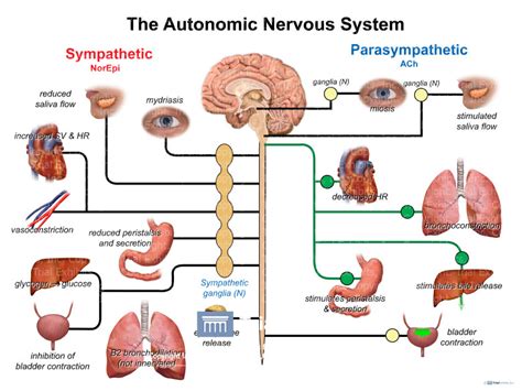 Image result for Autonomic Nervous System Model
