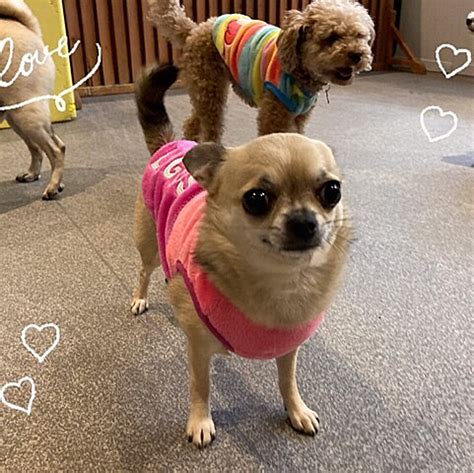 Litttle Java Pet に対する画像結果