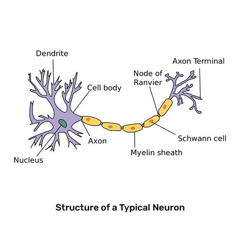 Image result for LAN LED Multipolar Neuron