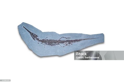 Extinct Bricks Mosasaurus に対する画像結果