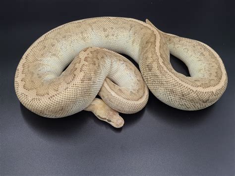 Image result for Ball Python Sable