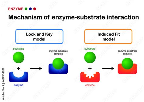 Biological diagram show mechanism of enzyme substrate interaction by ...