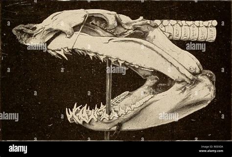 Toradh íomhá ar Dermal Plates
