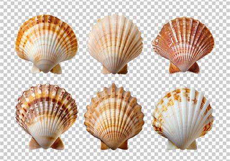 Pretty Shell Transparent Background に対する画像結果
