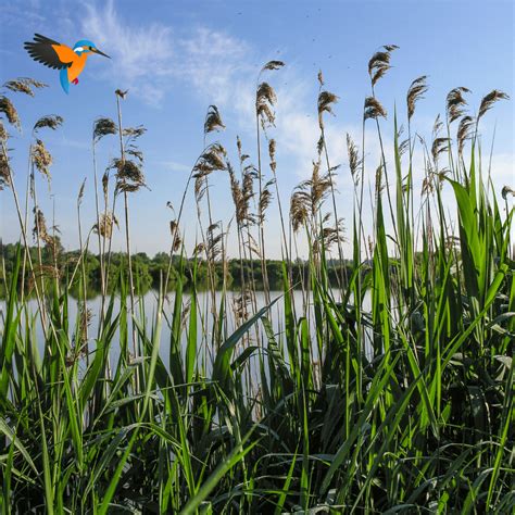 Image result for Riet Logo