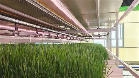 Image result for DIY Hydroponic Fodder Growing Systems