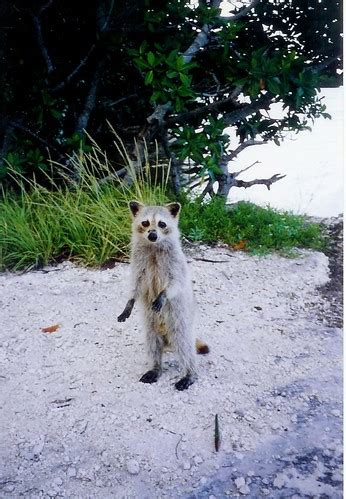 Image result for Raccoon Scats Identification Chart