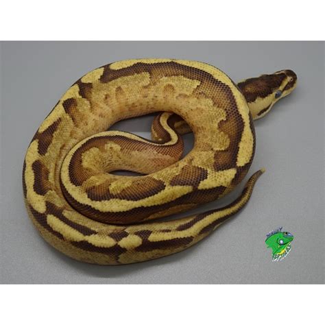 Image result for Ball Python Fire