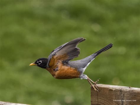 Image result for Robin Bird Flying