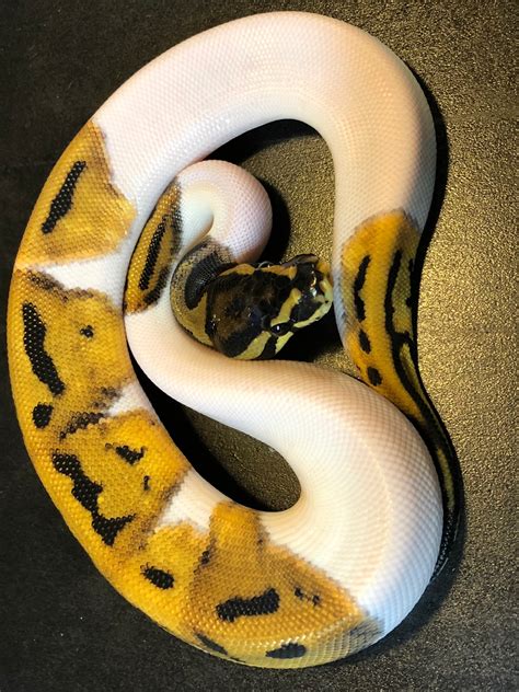 Image result for White Bod Python