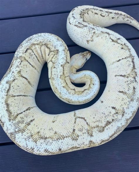 Image result for Red Dragon Ball Python