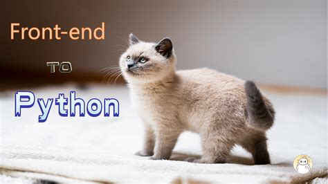 Image result for Schlang Python