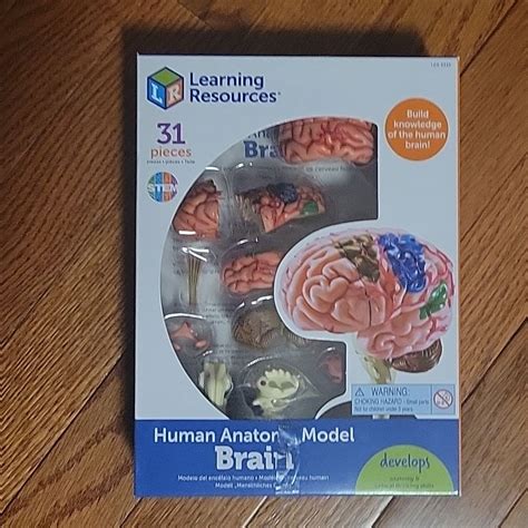 Image result for Brain Model Description Card