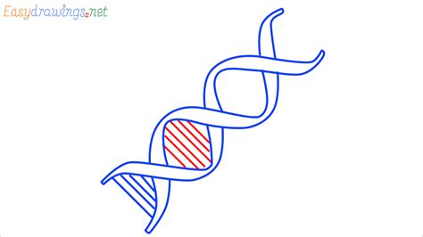 Image result for How to Draw a DNA Strand