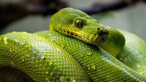 Image result for Python Snake Wallpaper 4K