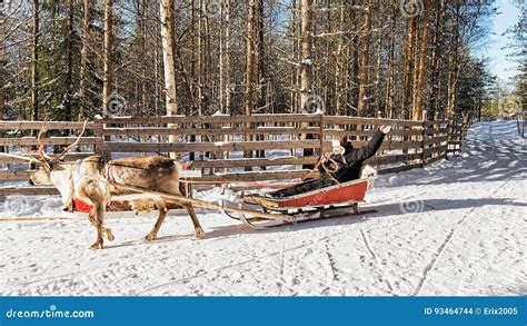 Image result for Man in Suit On a Reindeer in the Snow