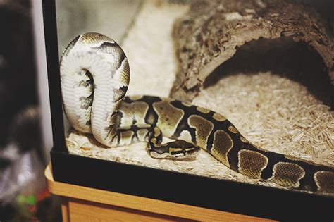Image result for Ball Python Pet