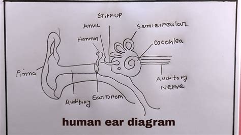 Structure of Ear Line Diagram ପାଇଁ ପ୍ରତିଛବି ଫଳାଫଳ