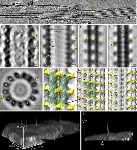 Image result for Microtubule Seam