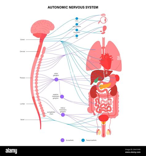 Autonomic Nervous System Function Chart に対する画像結果