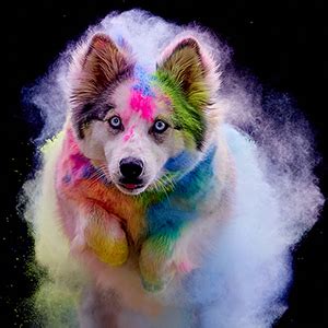 Toradh íomhá ar Color Powder for Color Run