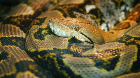 Image result for Hatchling Reticulated Python