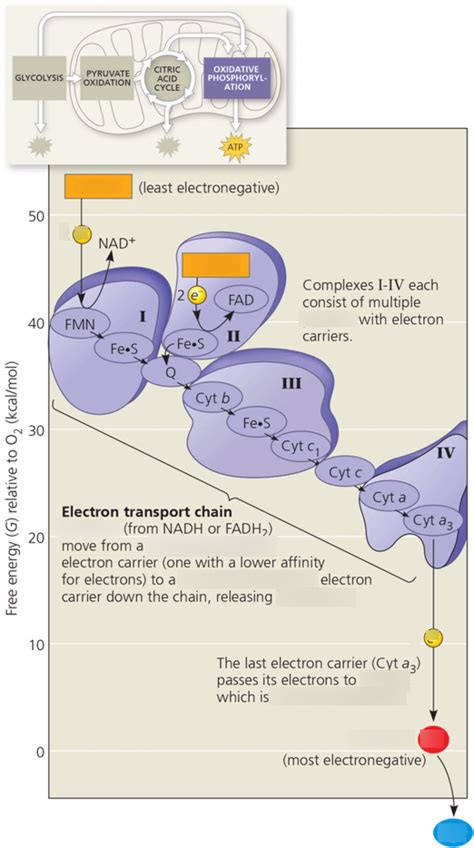 Visual Representation of Electron Transport Chain に対する画像結果