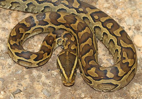 Afbeeldingsresultaten voor Scary Rock Python