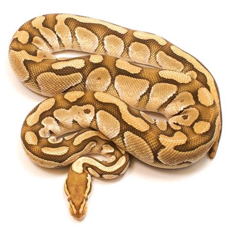 Image result for Leopard Lesser Ball Python
