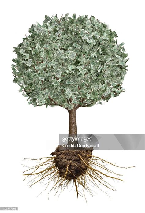 Image result for Money Tree with Roots