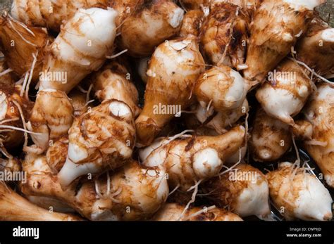 Image result for Defected Taro Root