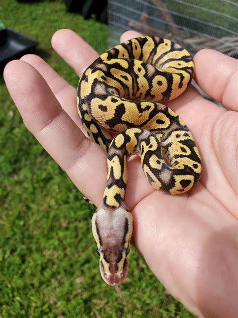 Image result for Disco Ball Python