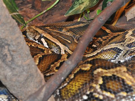 Image result for Reticulated Python Zoo