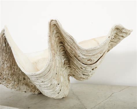 Big Clam Shell に対する画像結果