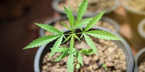 Autoflower Prosess Every Week に対する画像結果