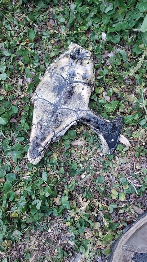 Résultat d’images pour Very Old Snapping Turtle Shell