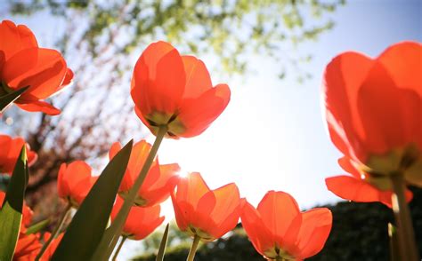 Image result for Tulp Bladeren