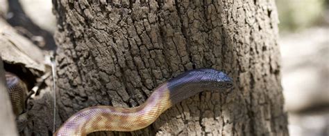 Image result for Bkack Headed Python