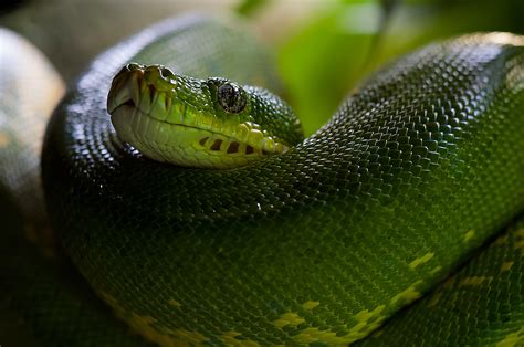 Image result for Python Snake Wallpaper