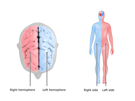 brain hemisphere differences に対する画像結果