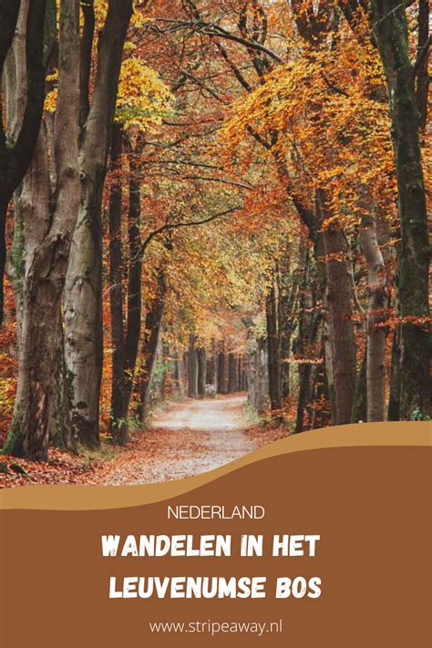 Image result for Leuvenumse Bos